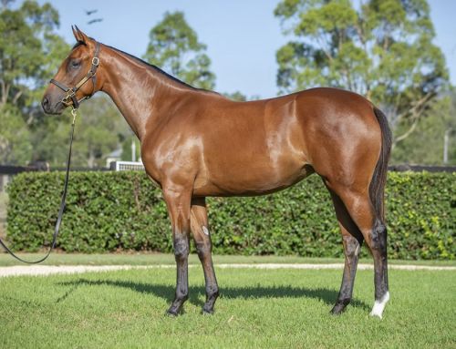 Lot 220: I Am Invincible x Meliora filly