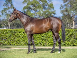 2026 Inglis Premier – Lot 25
