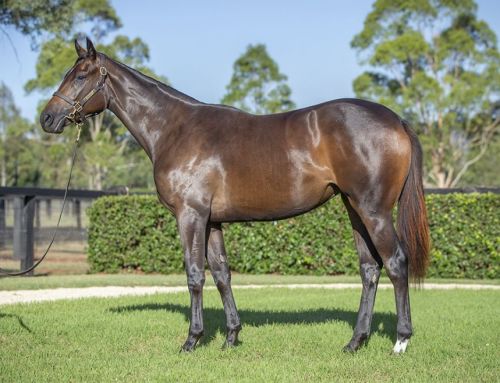 Lot 271: I Am Invincible x Noondie filly