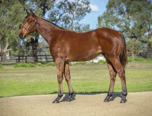 Lot 277: I Am Invincible x Melba Avenue colt