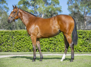 2026 Inglis Premier – Lot 282