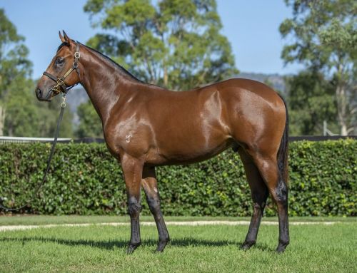 Lot 284: I Am Invincible x Overstep colt