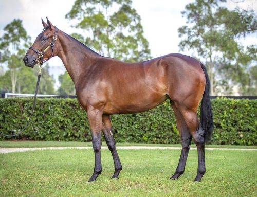 Lot 289: Dundeel (NZ) x Barchetta filly