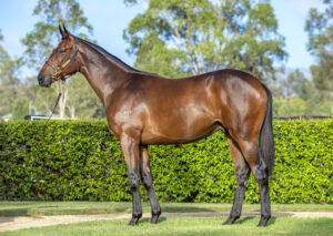 2026 Inglis Premier – Lot 289