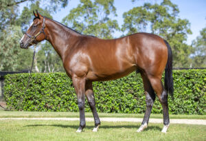 2026 Inglis Easter – Lot 304