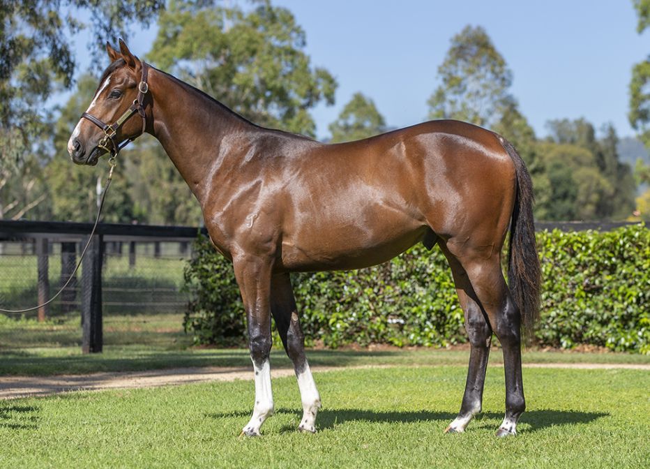 2022 Magic Millions Yearling Sale