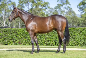 2026 Inglis Easter – Lot 33