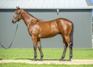 2025 Inglis Classic – Lot 338