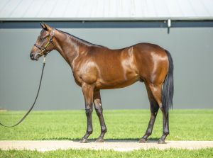 2025 Inglis Classic – Lot 343