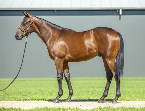 Lot 343: Toronado x Joyful Moment – colt