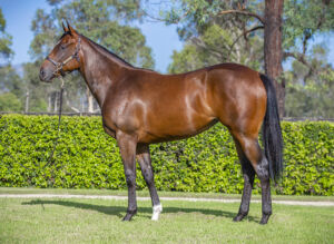 2026 Inglis Premier – Lot 352