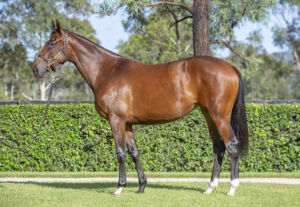 2026 Inglis Easter – Lot 358