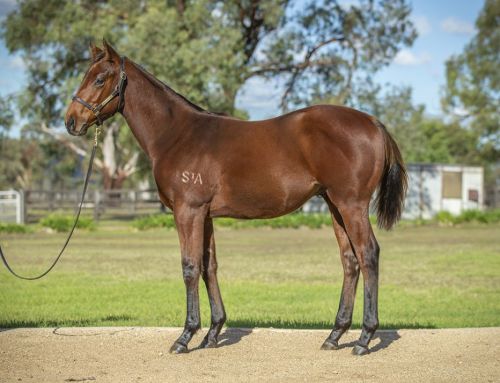 Lot 379: Farnan x Shady Hustle colt