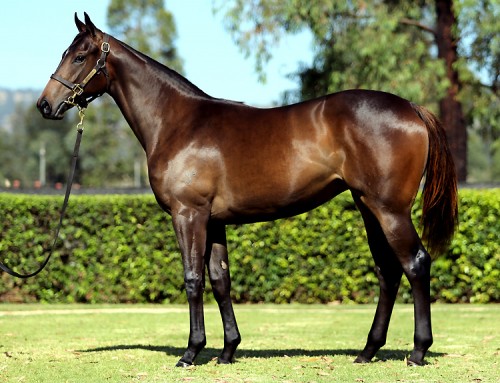 Lot 390 – I Am Invincible x Love in Spring – Filly