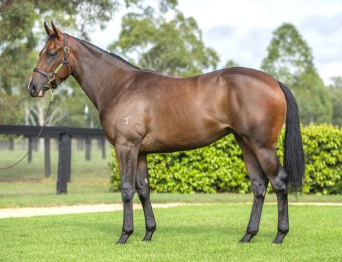 Lot 402: I Am Invincible x Sassy ‘n’ Smart Filly