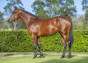 2026 Inglis Premier – Lot 404