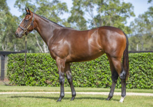 2026 Inglis Easter – Lot 423