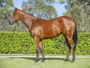 2026 Inglis Premier – Lot 428