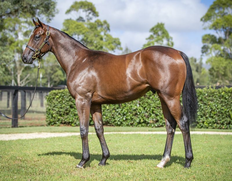 Lot 43: Zoustar x Princess Of Queens colt – Yarraman Park Stud