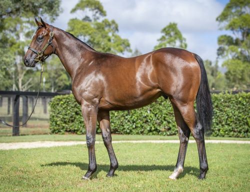 Lot 43: Zoustar x Princess Of Queens colt