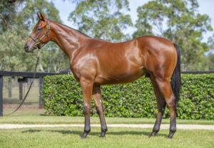 2026 Inglis Easter – Lot 443
