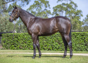 2026 Inglis Easter – Lot 48