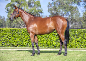 2026 Inglis Premier – Lot 522