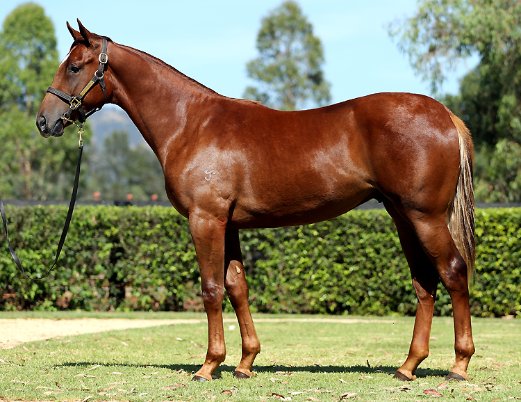 Lot 546 - Sebring x Rock Success - Colt – Yarraman Park Stud