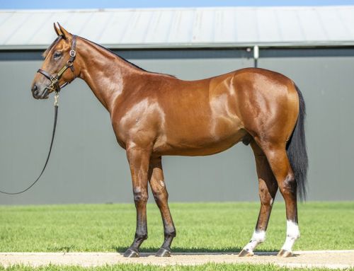 Lot 563: Hellbent x Raging Queen- colt