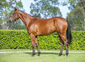 2026 Inglis Premier – Lot 567