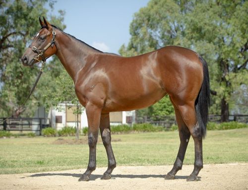 Lot 569: I Am Invincible x Persuader filly