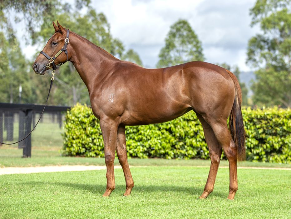 2022 Magic Millions Adelaide Yearling Sale