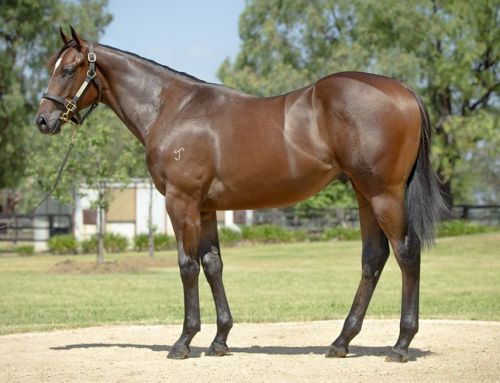 Lot 585: Omaha Beach x Plenty To Like colt