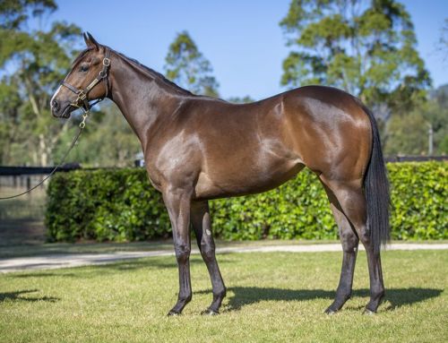 Lot 611: I Am Invincible x Andromache (NZ) filly
