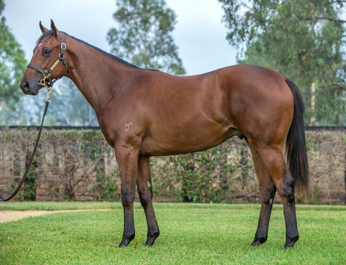 Lot 616 – Dissident (AUS) x City of Song (AUS)