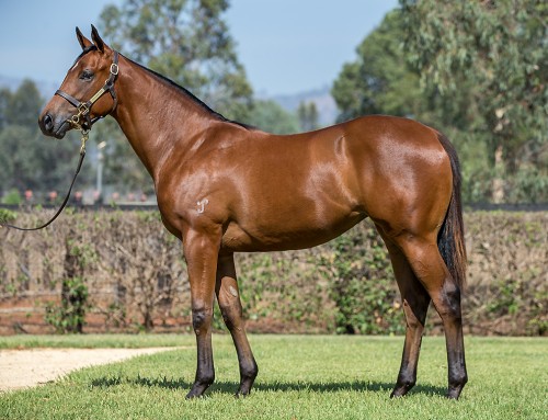 Another Yarraman Park Bred and Sold Stakes-Winner