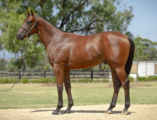 Lot 620: Anders x Raging Queen colt