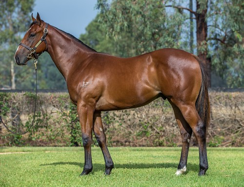 Lot 635 – Time for War (AUS) x Courgette (AUS)