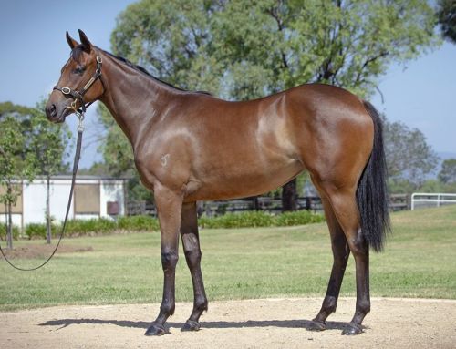 Lot 635: So You Think x Remlaps Jewel filly