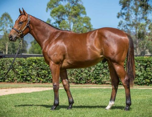 Lot 658 – I Am Invincible x Precious Memories – Colt