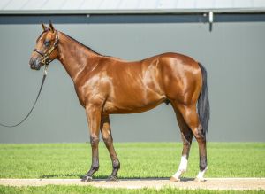 2025 Inglis Classic – Lot 66