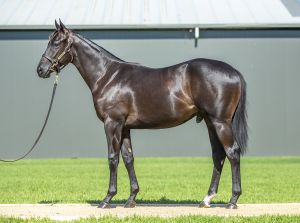 2025 Inglis Classic – Lot 67