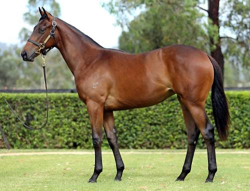 Lot 68 – I Am Invincible x Bridie Belle – Filly