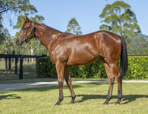 Lot 684: Capitalist x Bridle Lane colt