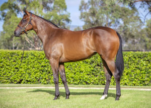 2026 Inglis Premier – Lot 69