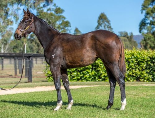 Promising I Am Invincible Filly Salutes