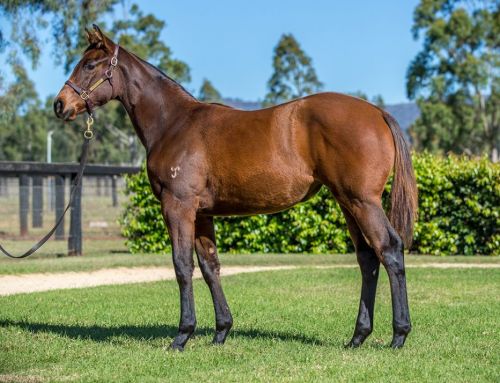 Shadwell Weanling – Lot 74 – I Am Invincible x Ektifaa – Filly
