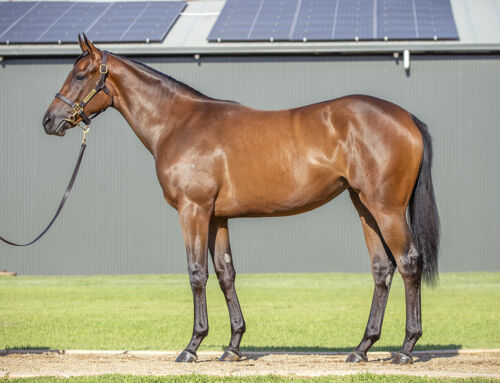 Another Smart Hellbent 2YO Winner