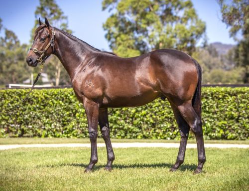 Lot 755: I Am Invincible x Outback Barbie, colt