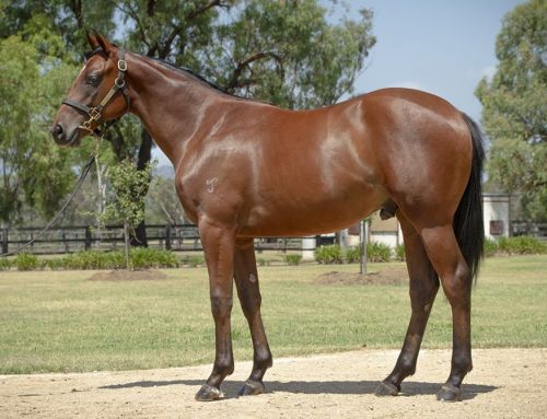 Lot 757: Hellbent x Sweet Reply colt